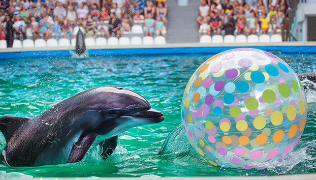 Дельфинарий Евпатория 2020